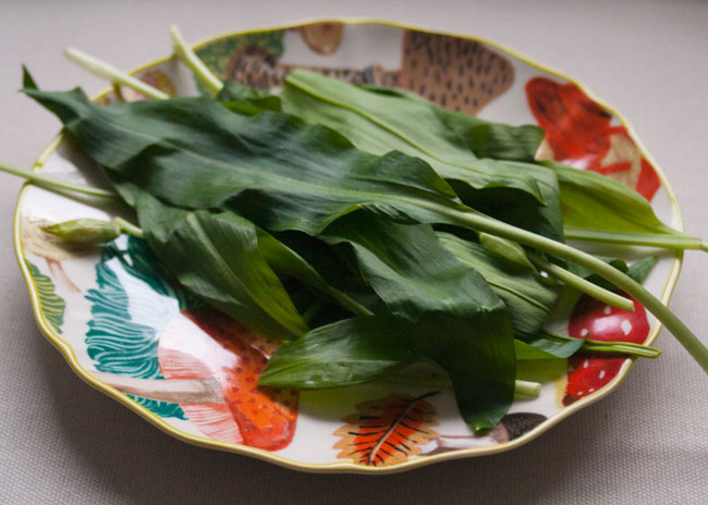 wild garlic plants for pesto